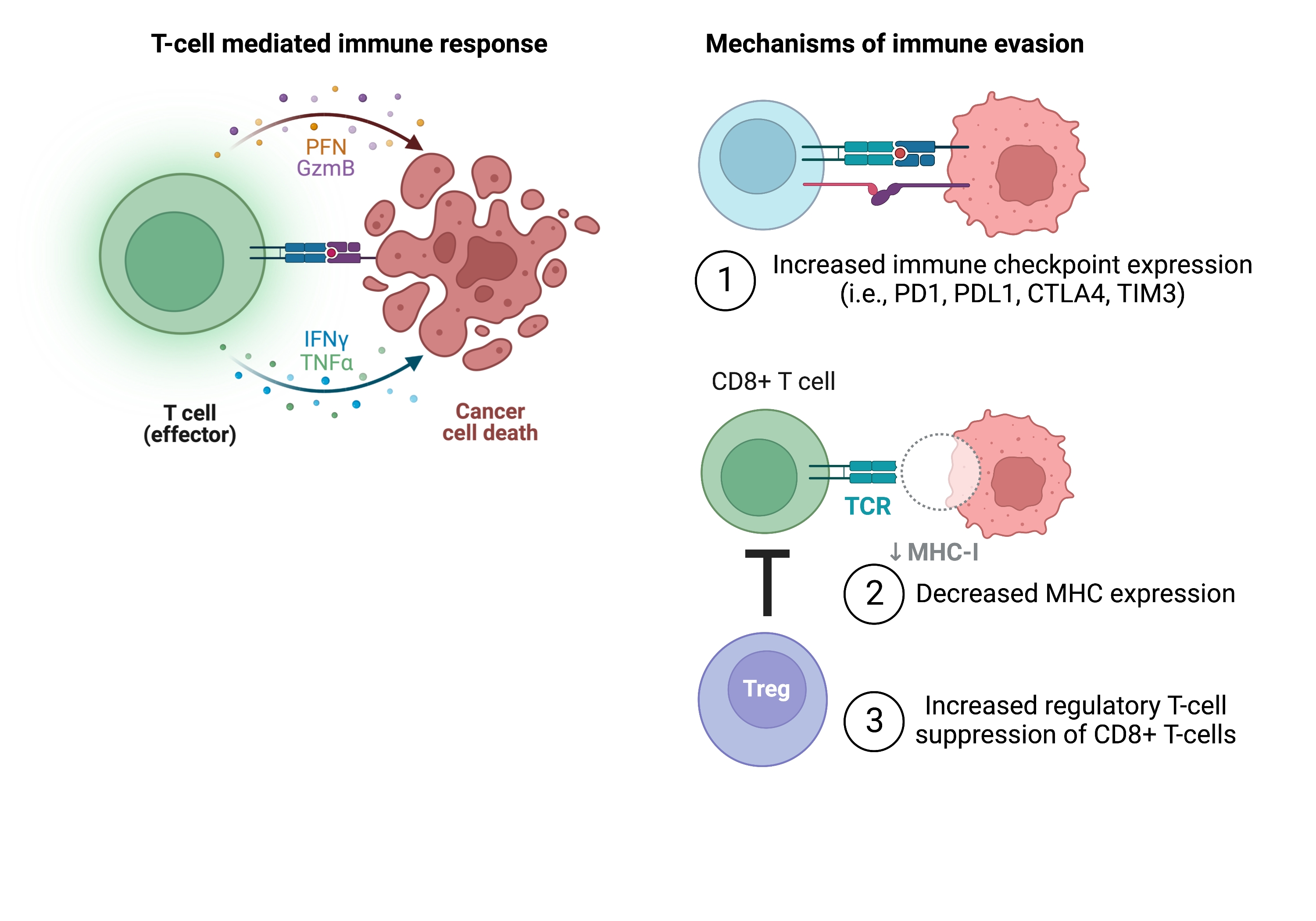 Unveiling T cell evasion mechanisms to immune checkpoint inhibitors in  acute myeloid leukemia