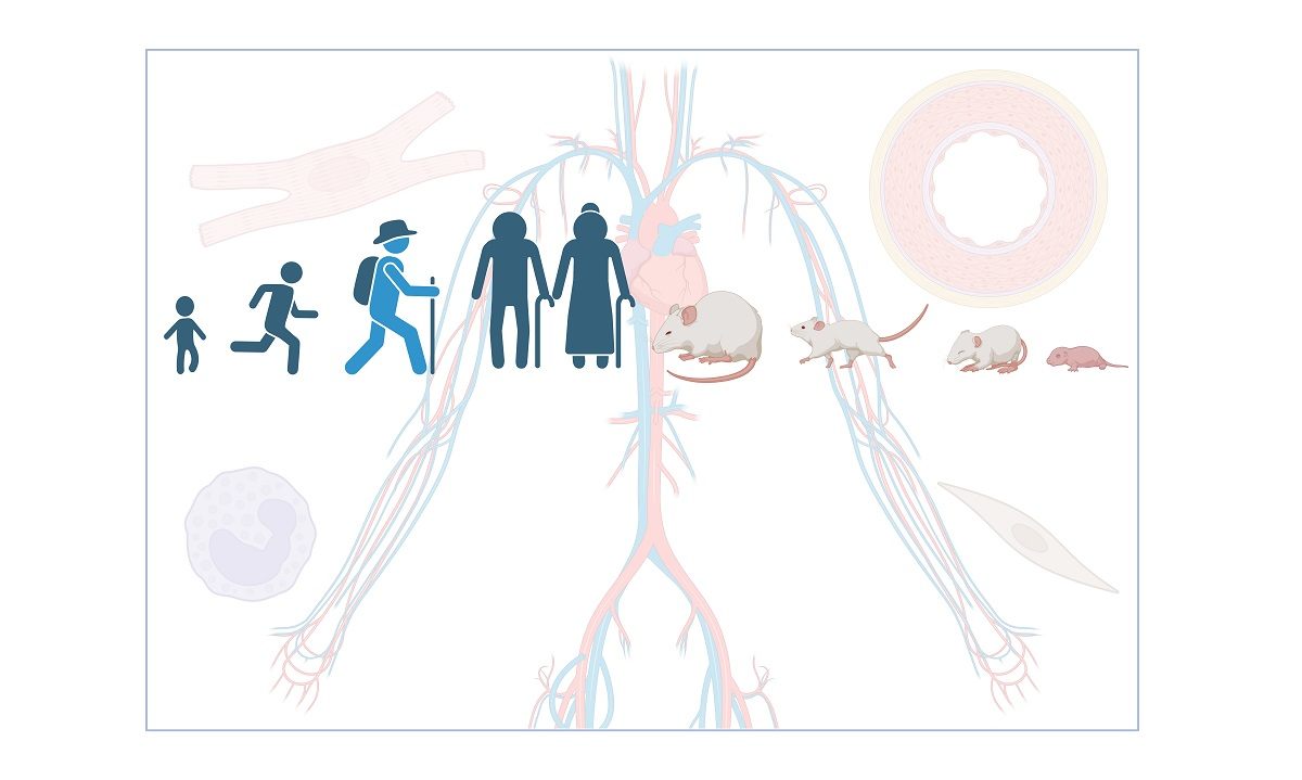 Cardiovascular aging: from cellular and molecular changes to ...